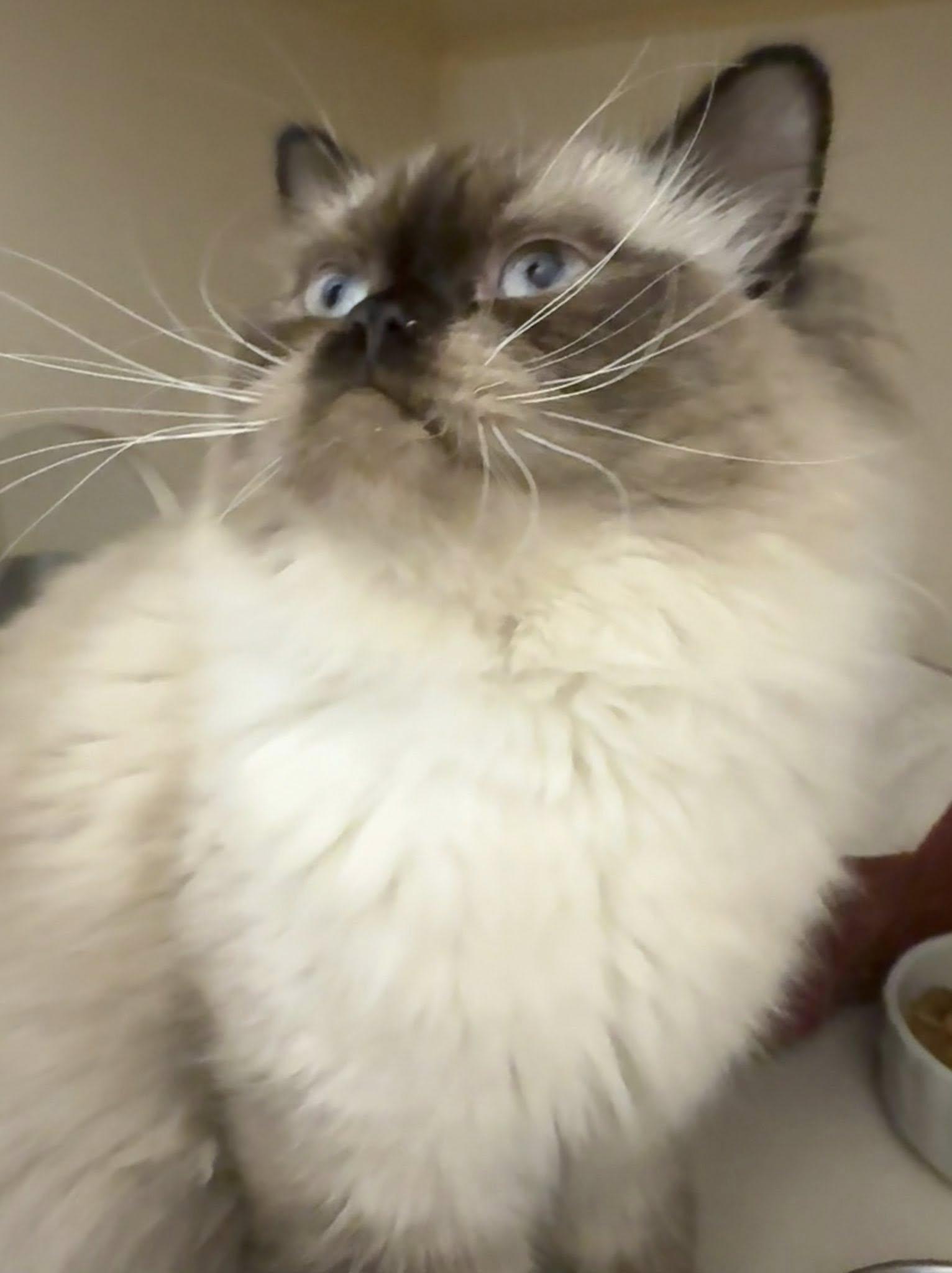Reginald the III AVO 10/22, an adoptable Himalayan in Farmington Hills, MI, 48335 | Photo Image 3