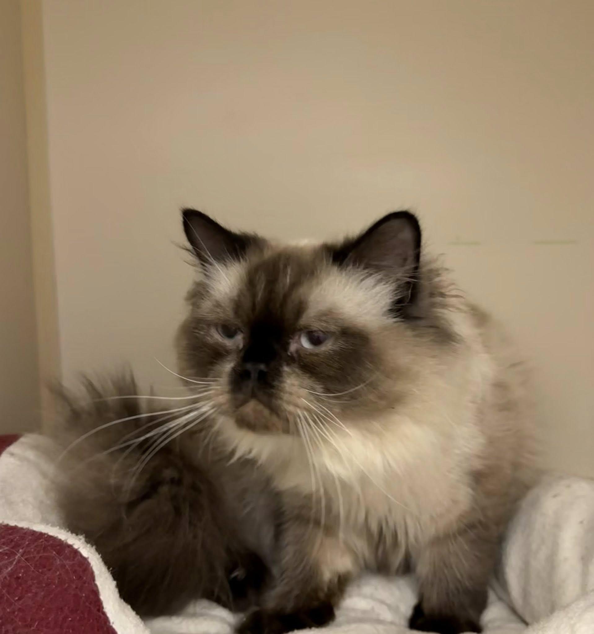 Reginald the III AVO 10/22, an adoptable Himalayan in Farmington Hills, MI, 48335 | Photo Image 4