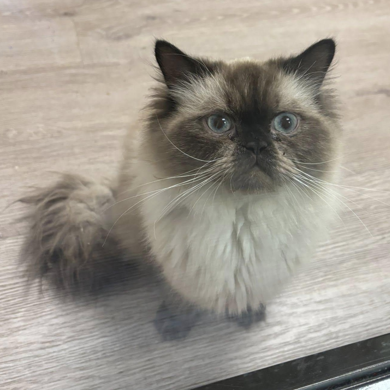 Reginald the III AVO 10/22, an adoptable Himalayan in Farmington Hills, MI, 48335 | Photo Image 1