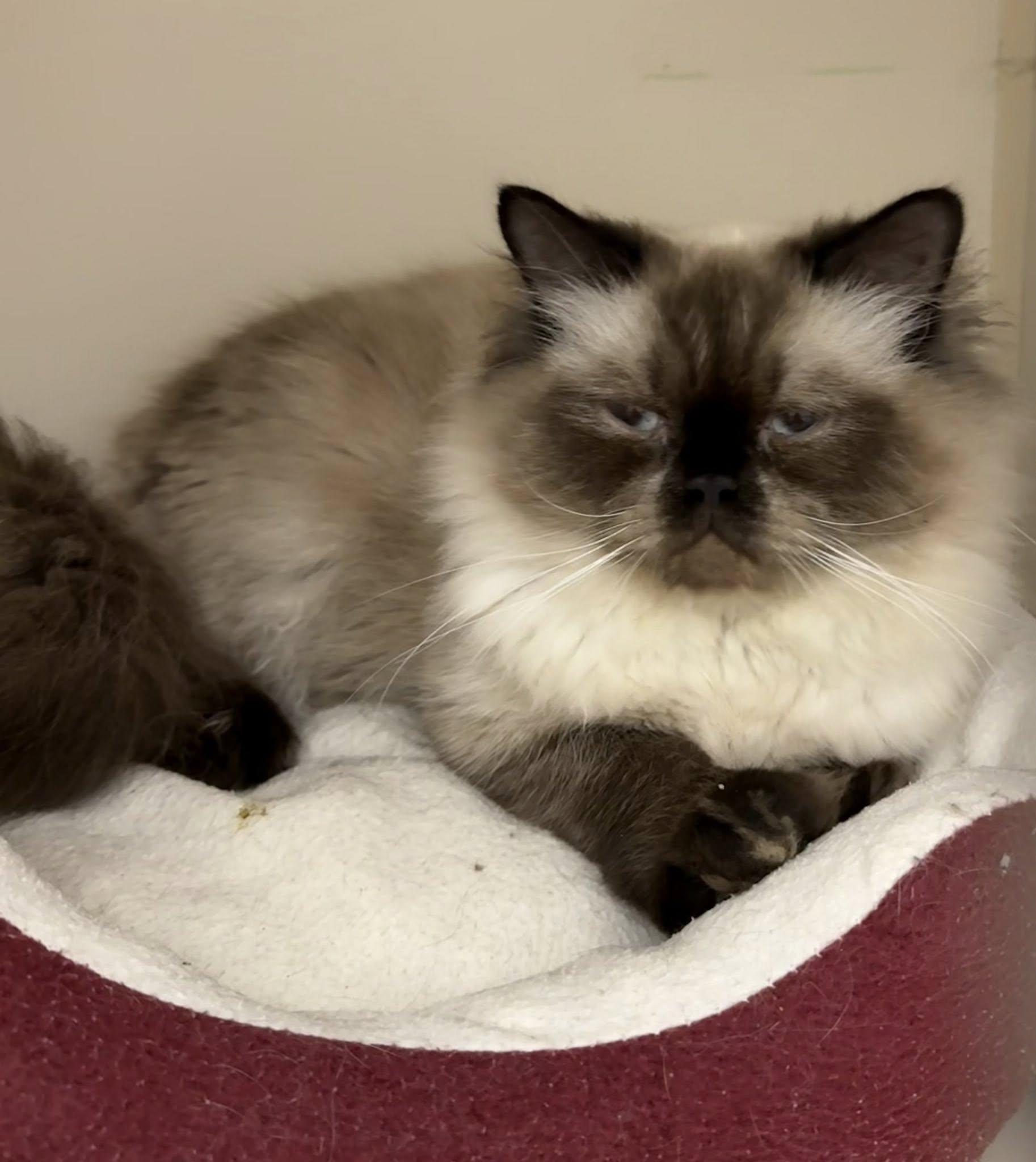 Reginald the III AVO 10/22, an adoptable Himalayan in Farmington Hills, MI, 48335 | Photo Image 5