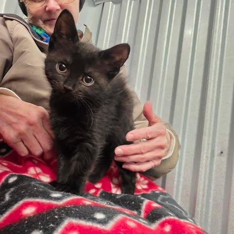 Enlarge Fluffy, a Adoptable mixed breed in Chicago, IL image 3/5