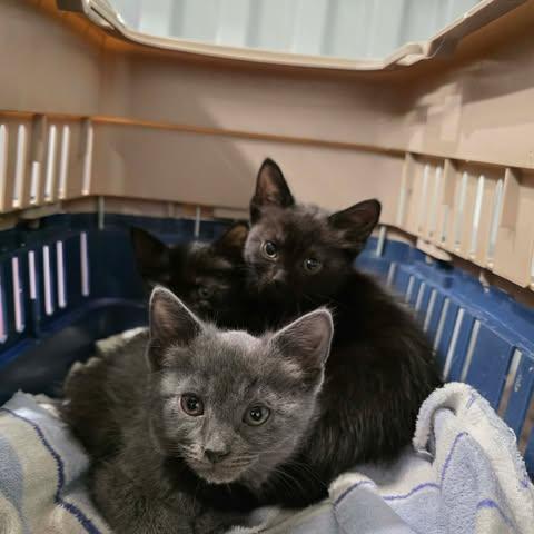 Enlarge Fluffy, a Adoptable mixed breed in Chicago, IL image 5/5