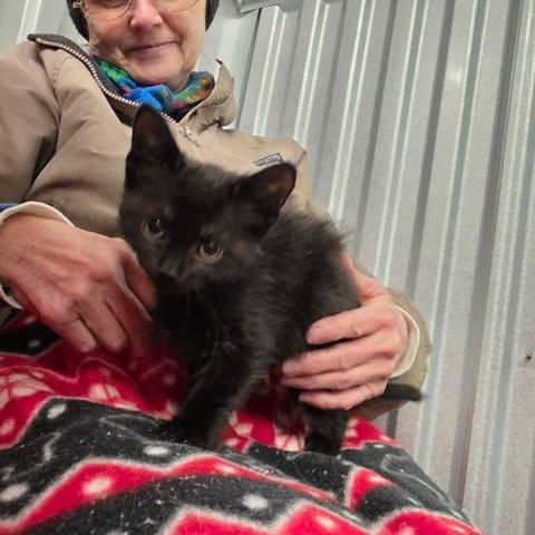 Fluffy, Adoptable, Kitten Female Domestic Short Hair.