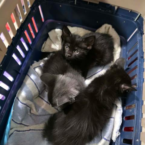 Enlarge Fluffy, a Adoptable mixed breed in Chicago, IL image 4/5