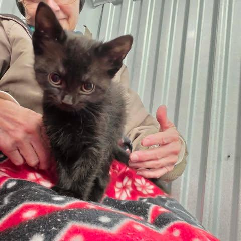 Enlarge Fluffy, a Adoptable mixed breed in Chicago, IL image 2/5