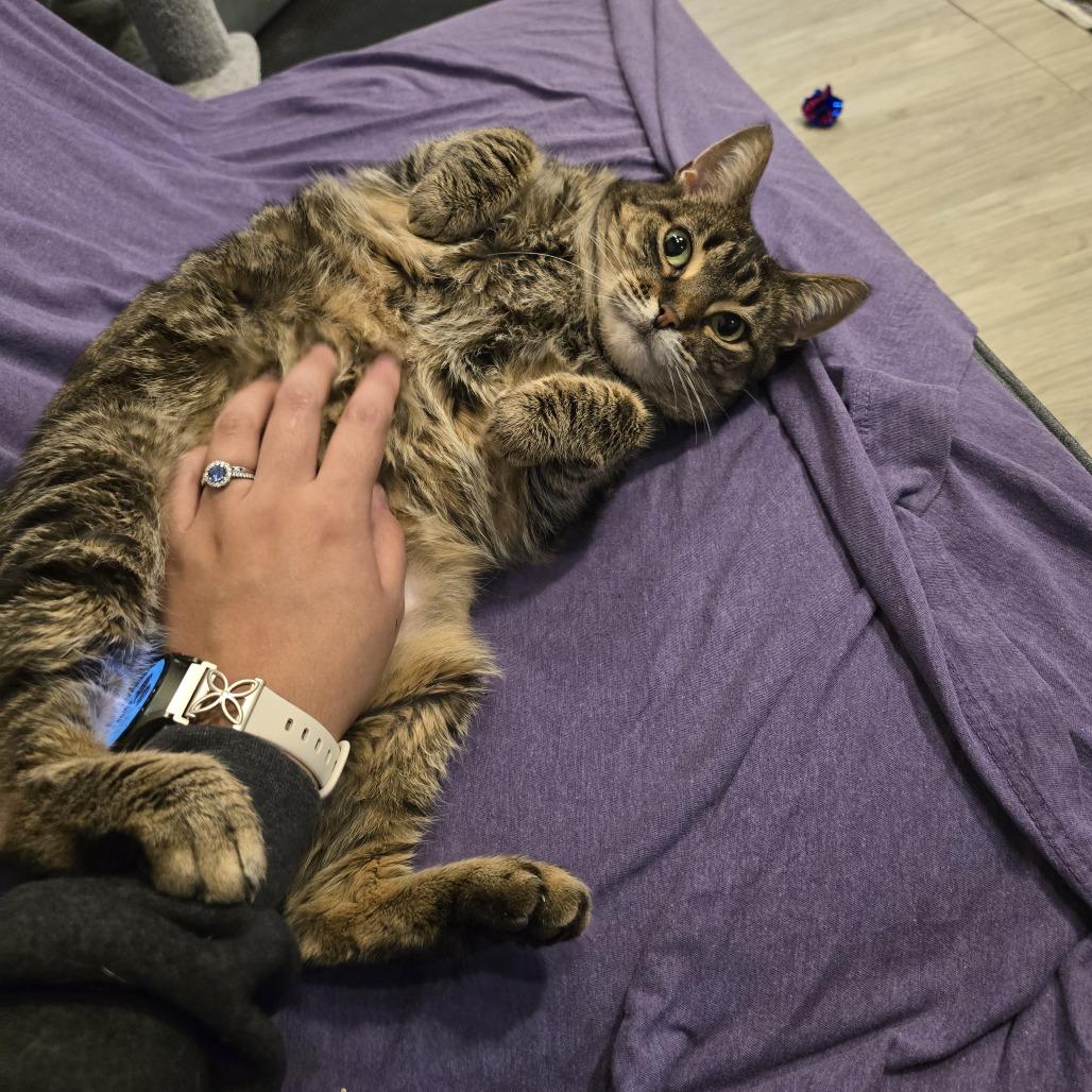 Enlarge Cupcake, a Adoptable Domestic Short Hair in Downers Grove, IL image 1/3