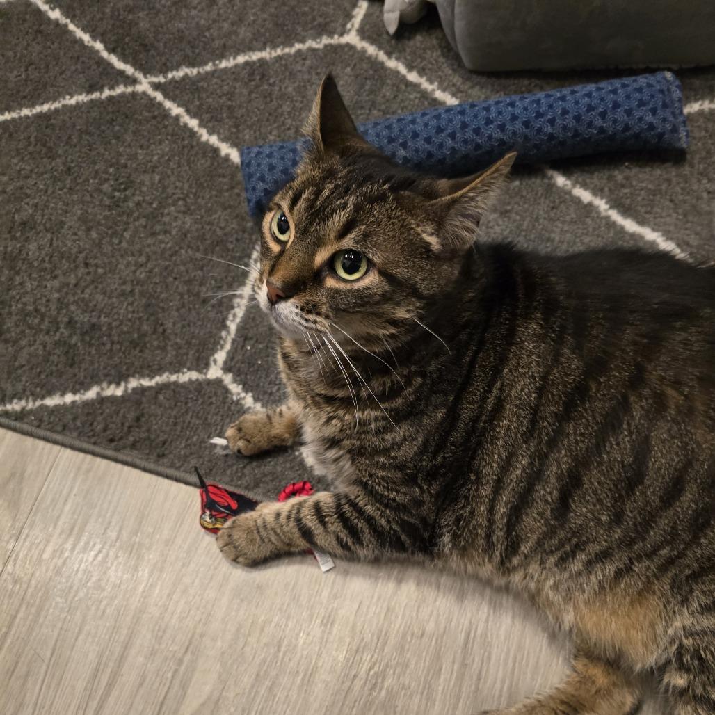 Enlarge Cupcake, a Adoptable Domestic Short Hair in Downers Grove, IL image 2/3