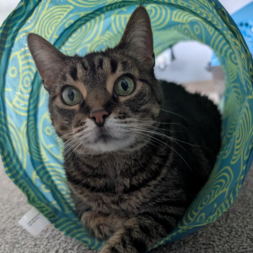 Enlarge Cupcake, a Adoptable Domestic Short Hair in Downers Grove, IL image 3/3