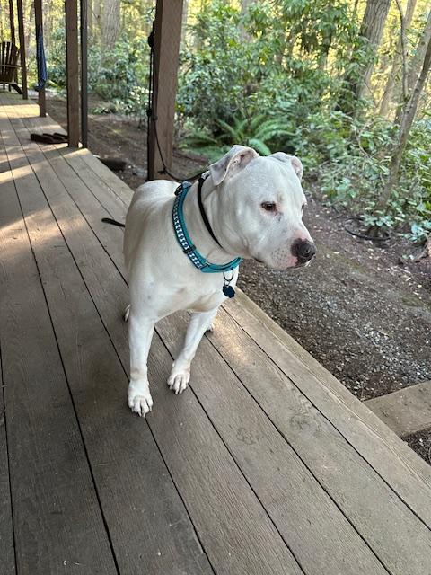 Vail, a Adoptable Pit Bull Terrier in Olympia, WA image 5/6