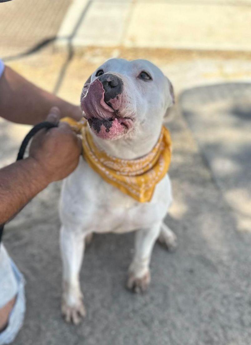 Vail, a Adoptable Pit Bull Terrier in Olympia, WA image 4/6