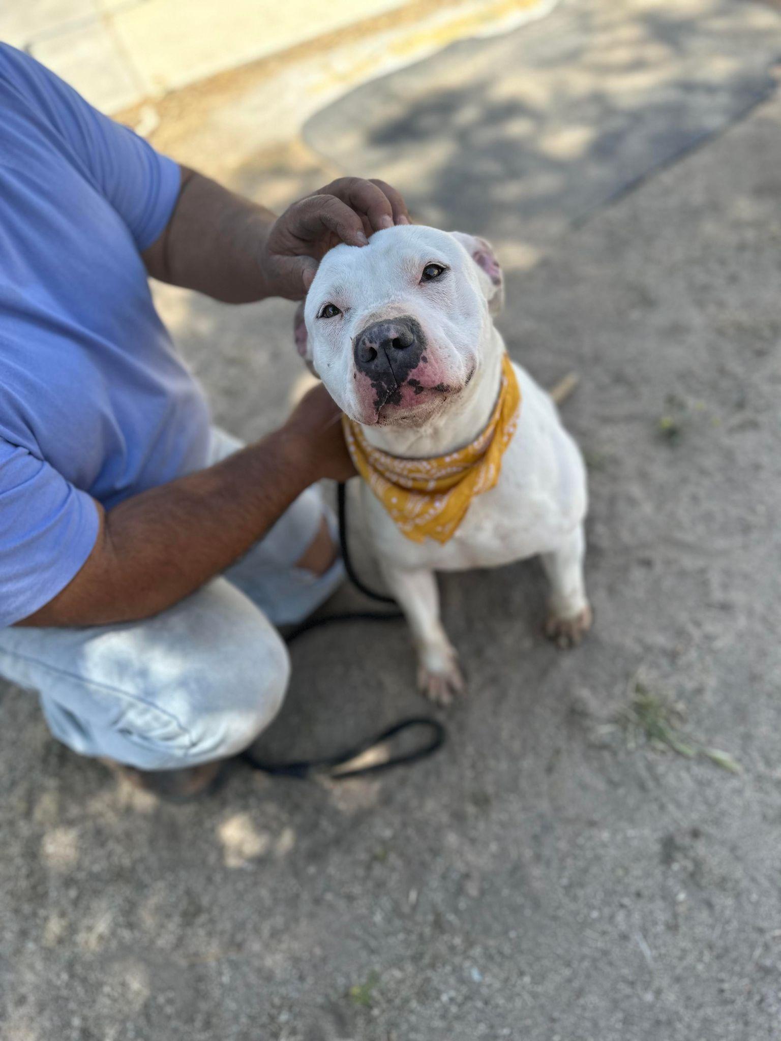 Vail, a Adoptable Pit Bull Terrier in Olympia, WA image 2/6
