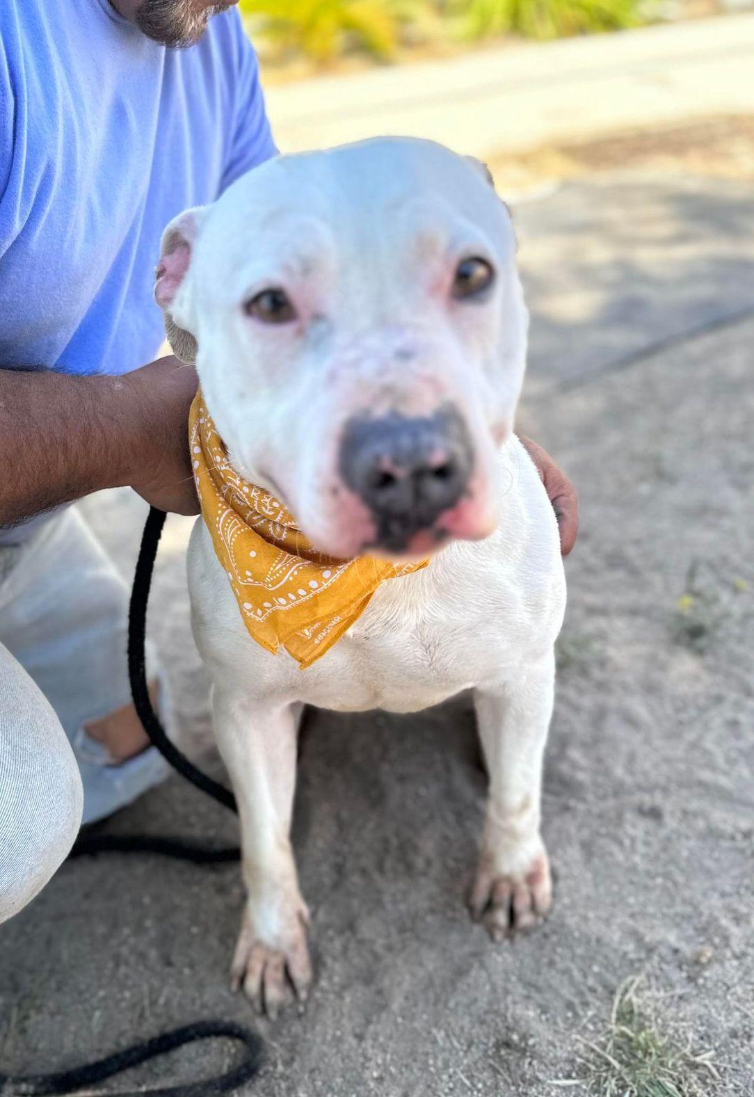 Vail, a Adoptable Pit Bull Terrier in Olympia, WA image 6/6