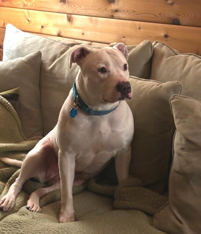 Vail, a Adoptable Pit Bull Terrier in Olympia, WA image 3/6