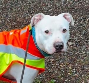 Vail, a Adoptable Pit Bull Terrier in Olympia, WA image 1/6