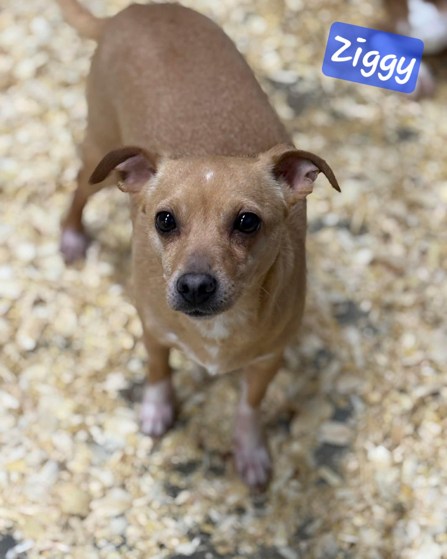 Enlarge Ziggy, a Adoptable Chiweenie in Wheelersburg, OH image 2/2