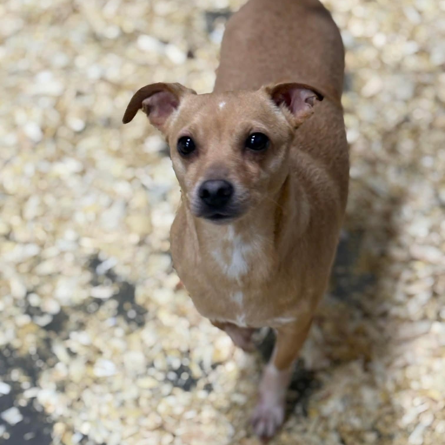 Enlarge Ziggy, a Adoptable Chiweenie in Wheelersburg, OH image 1/2