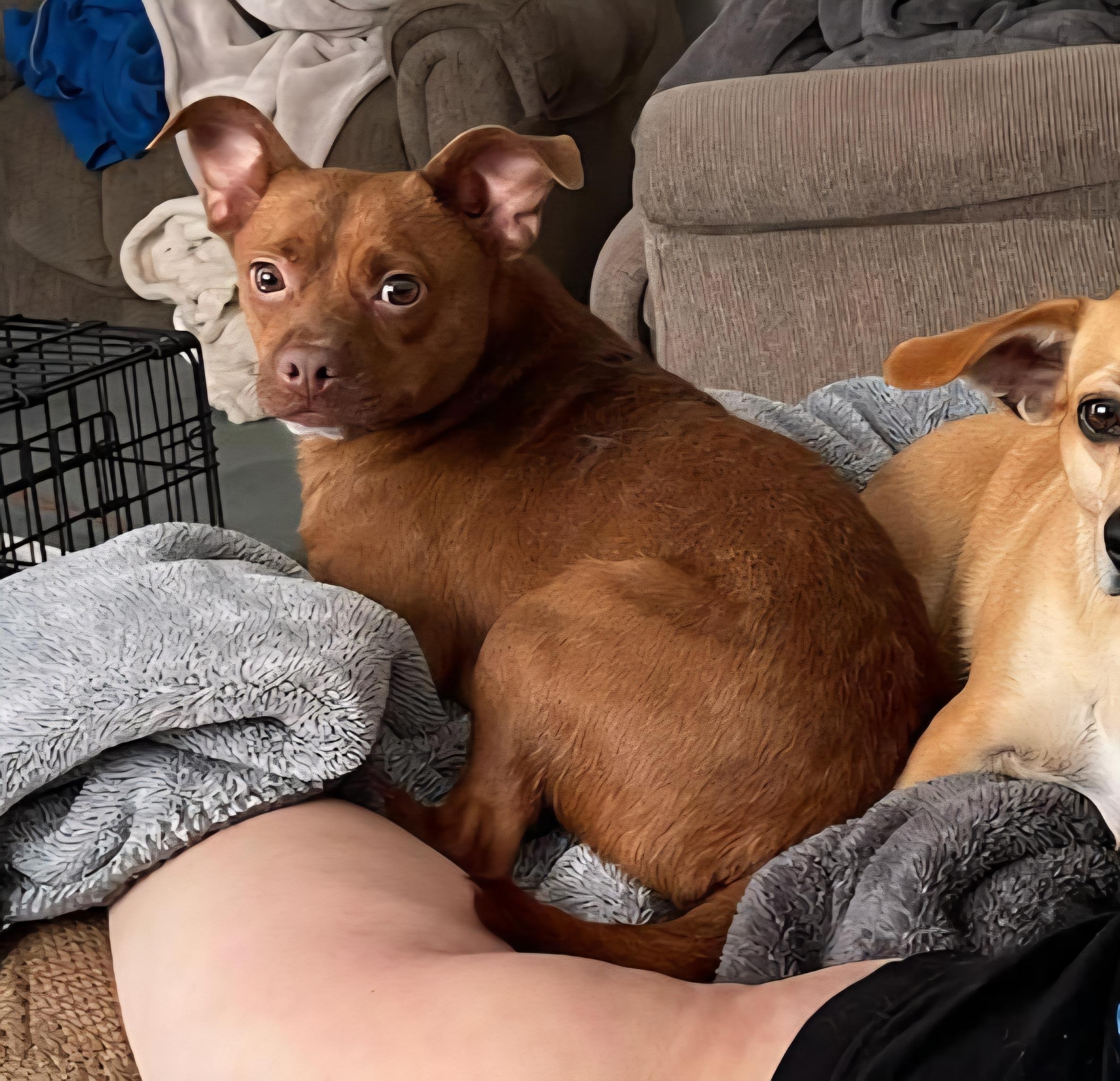 Perfect Luna Updated, a Adoptable mixed breed in Dubuque, IA image 1/5