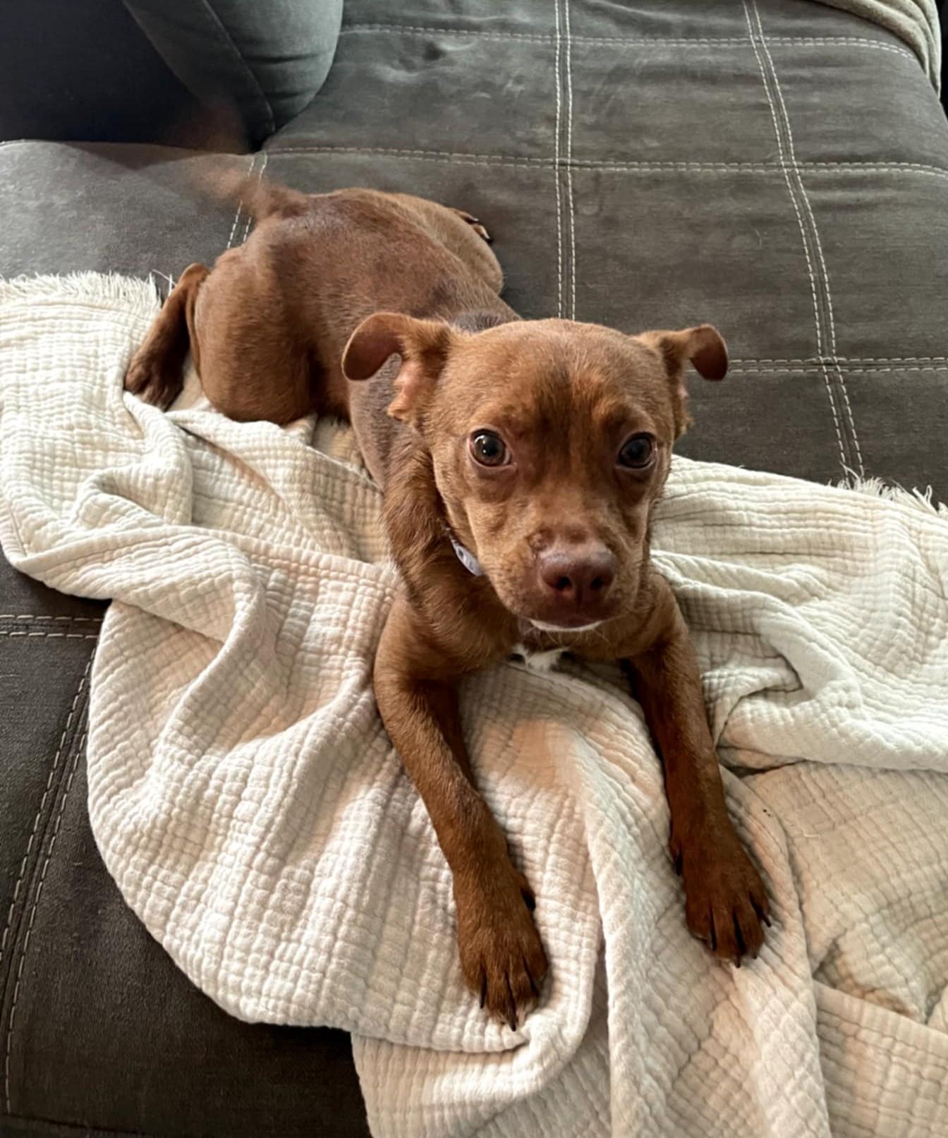 A Place for Luna, an adoptable Chiweenie, Chihuahua in Dubuque, IA, 52001 | Photo Image 3