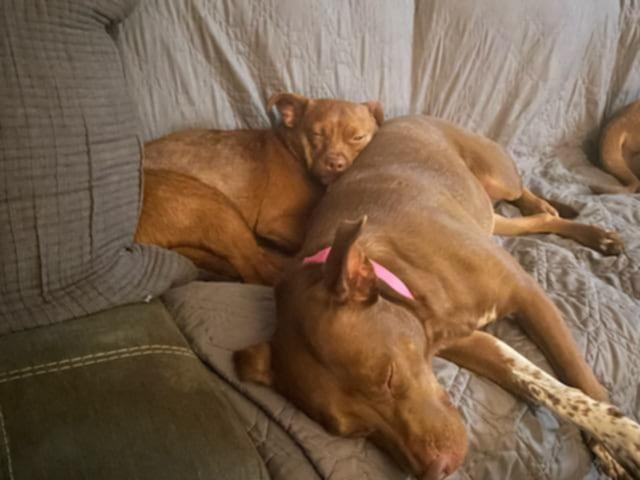 A Place for Luna, an adoptable Chiweenie, Chihuahua in Dubuque, IA, 52001 | Photo Image 5