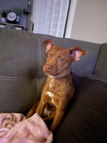 Perfect Luna Updated, a Adoptable mixed breed in Dubuque, IA image 2/5