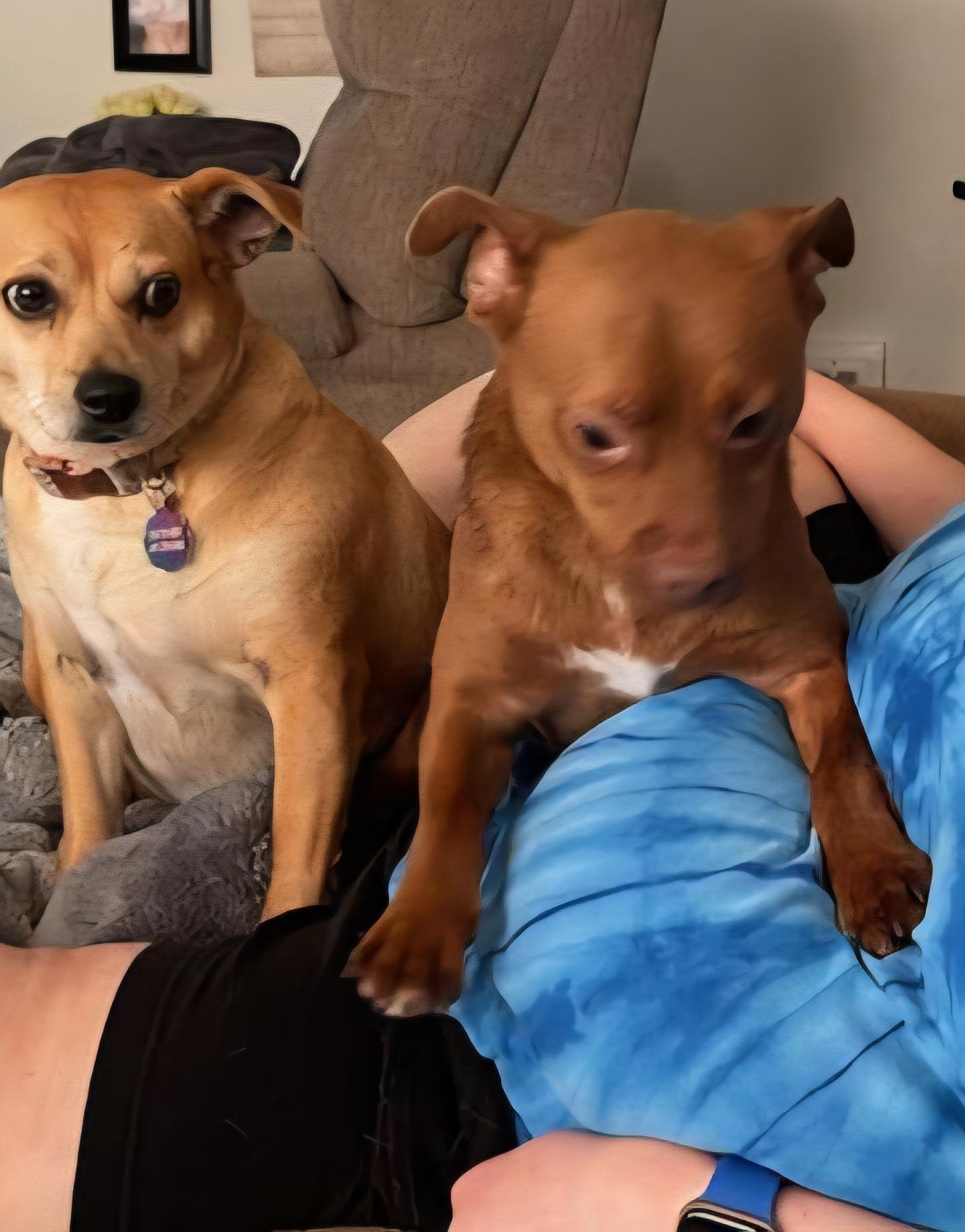 Perfect Luna Updated, an adoptable Chiweenie, Chihuahua in Dubuque, IA, 52001 | Photo Image 3