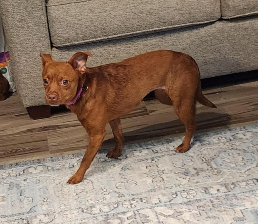 A Place for Luna, an adoptable Chiweenie, Chihuahua in Dubuque, IA, 52001 | Photo Image 4