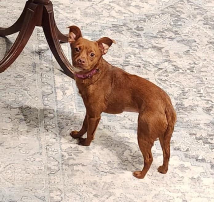 Perfect Luna Updated, a Adoptable mixed breed in Dubuque, IA image 4/5