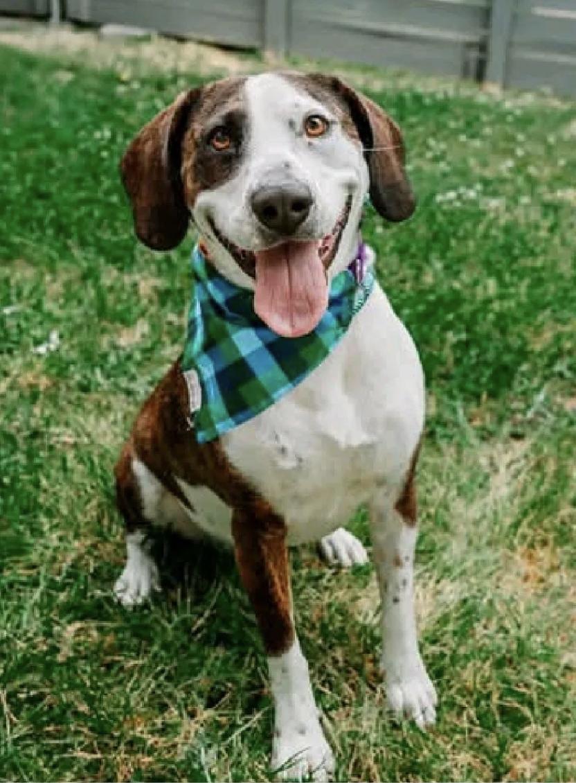 Enlarge Archie, a Adoptable mixed breed in Fort Washington, MD image 1/2
