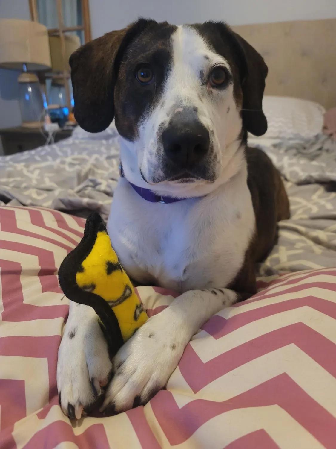 Archie, an adoptable Harrier, Hound in Fort Washington, MD, 20749 | Photo Image 2