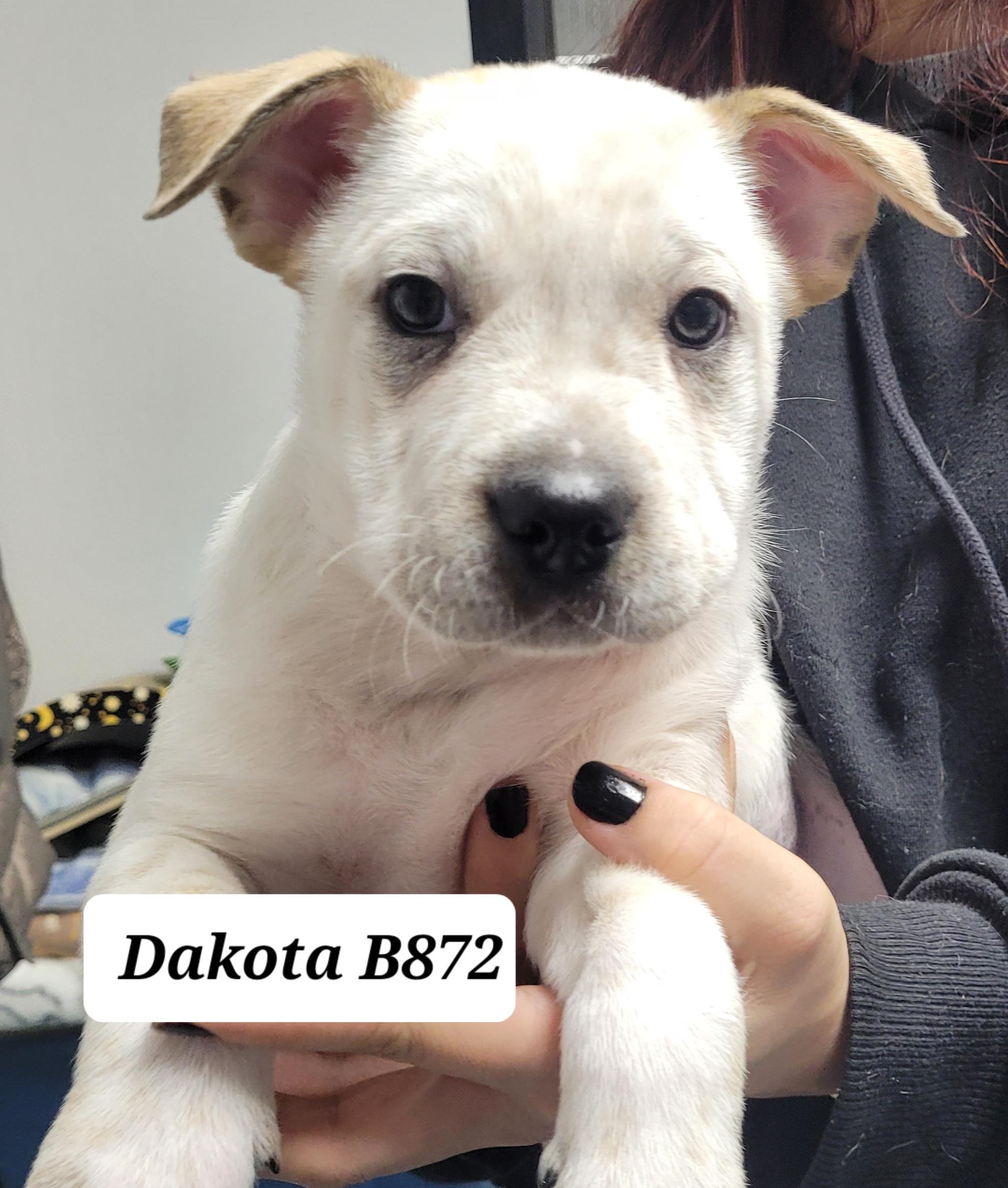Dakota, ADOPTABLE, Puppy Female Cattle Dog.