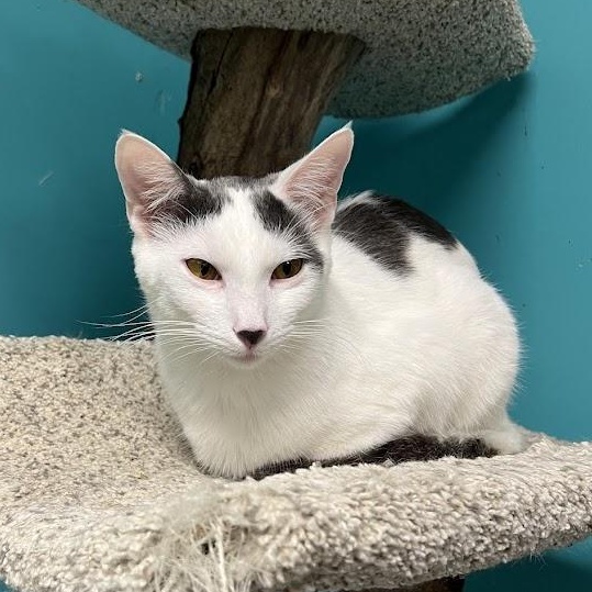 Puffin, Adoptable, Kitten Male Domestic Short Hair.