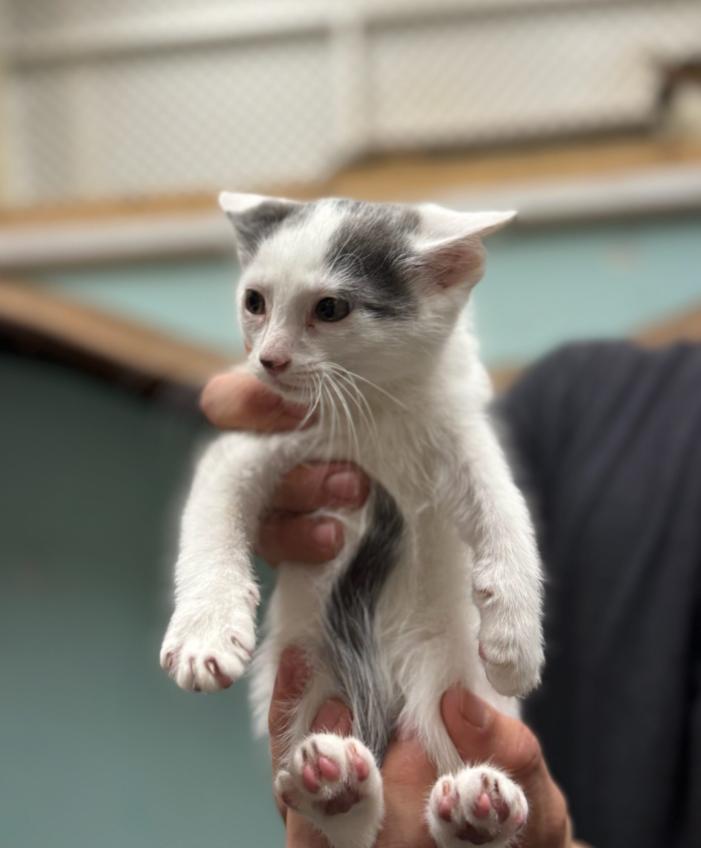 Enlarge Puffin, a Adoptable Domestic Short Hair in Chicago, IL image 1/1