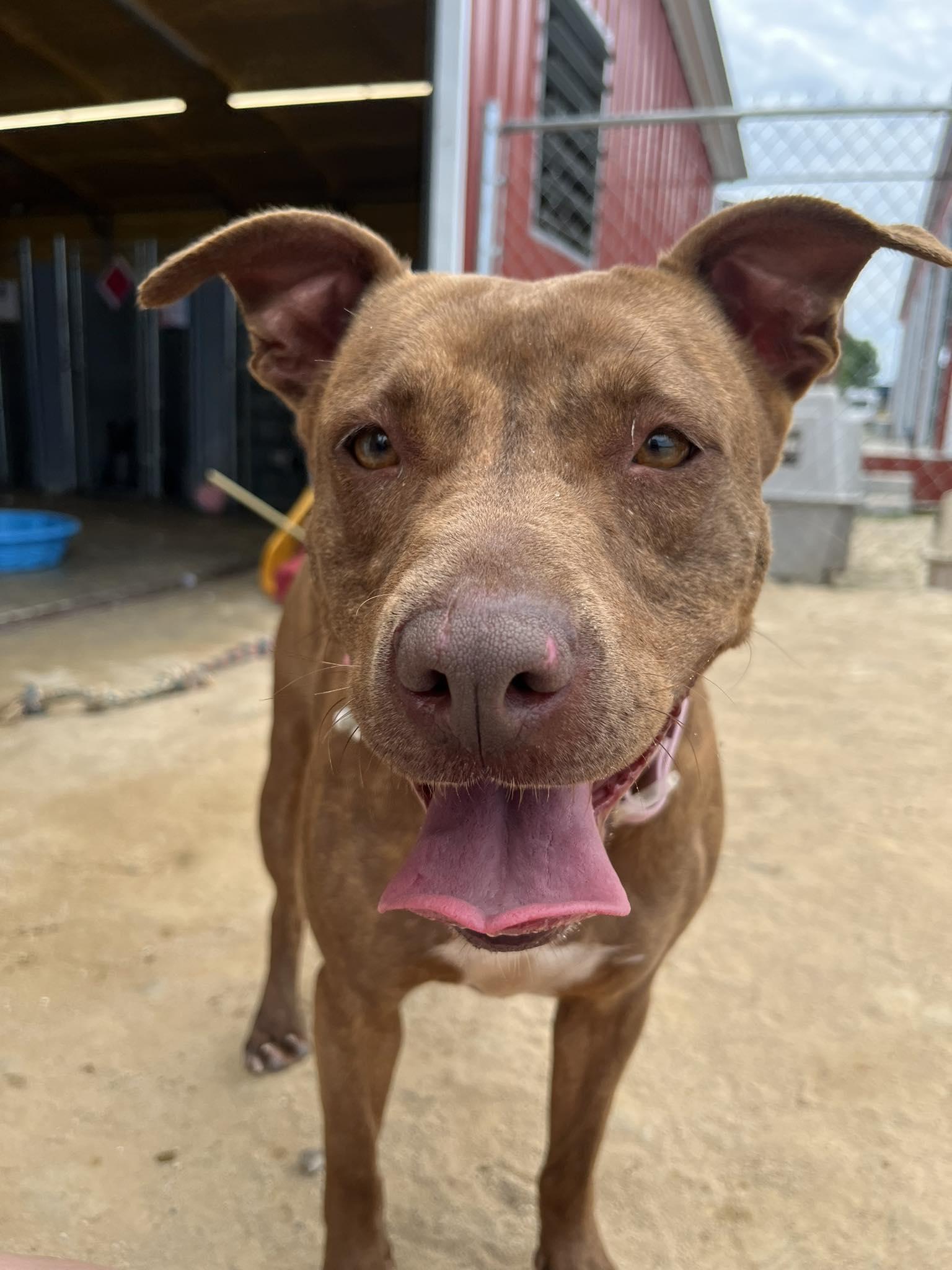 Red, Adoptable, Adult Female Mixed Breed.