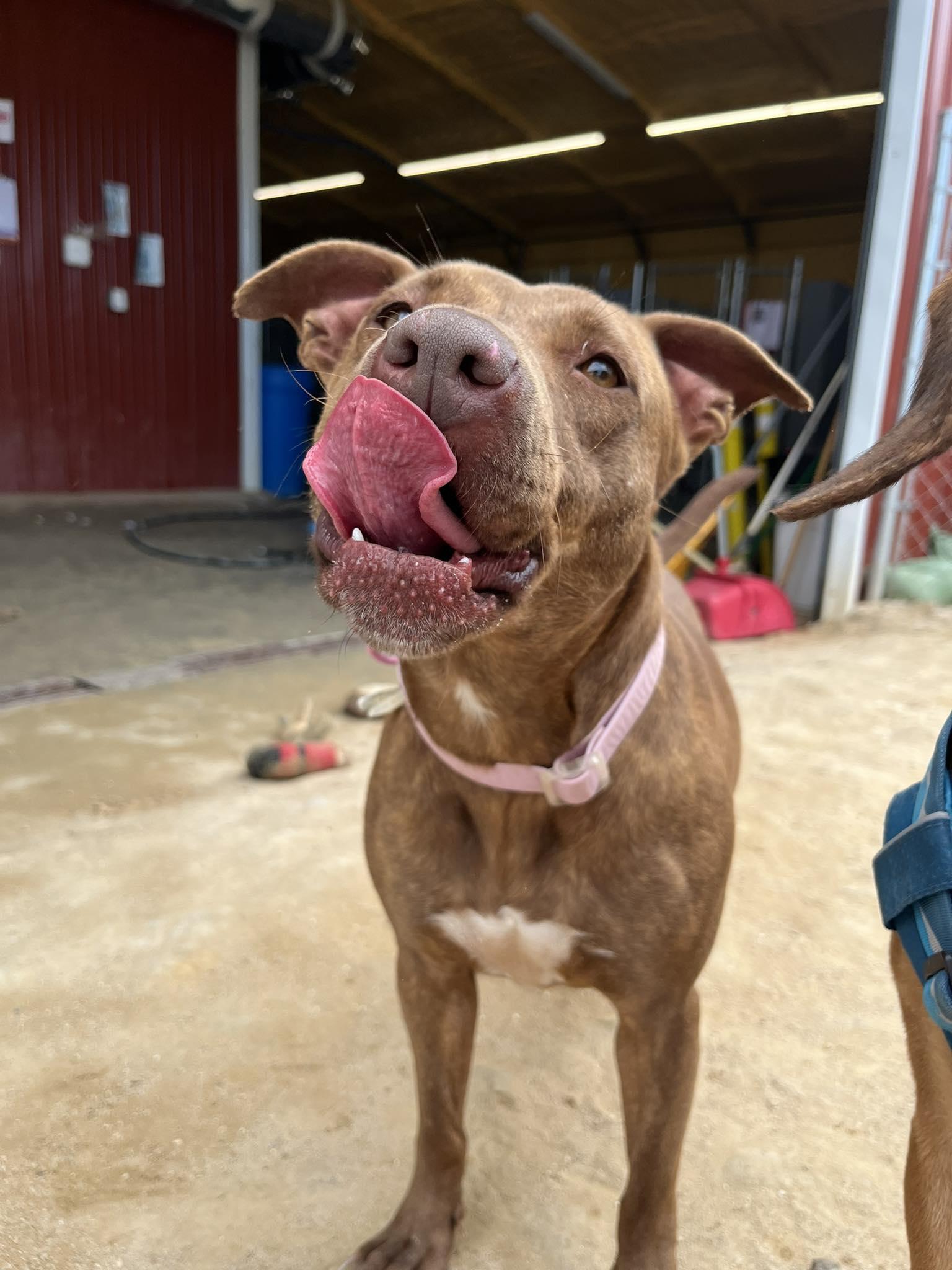 Enlarge Red, a Adoptable mixed breed in Mullins, SC image 2/3