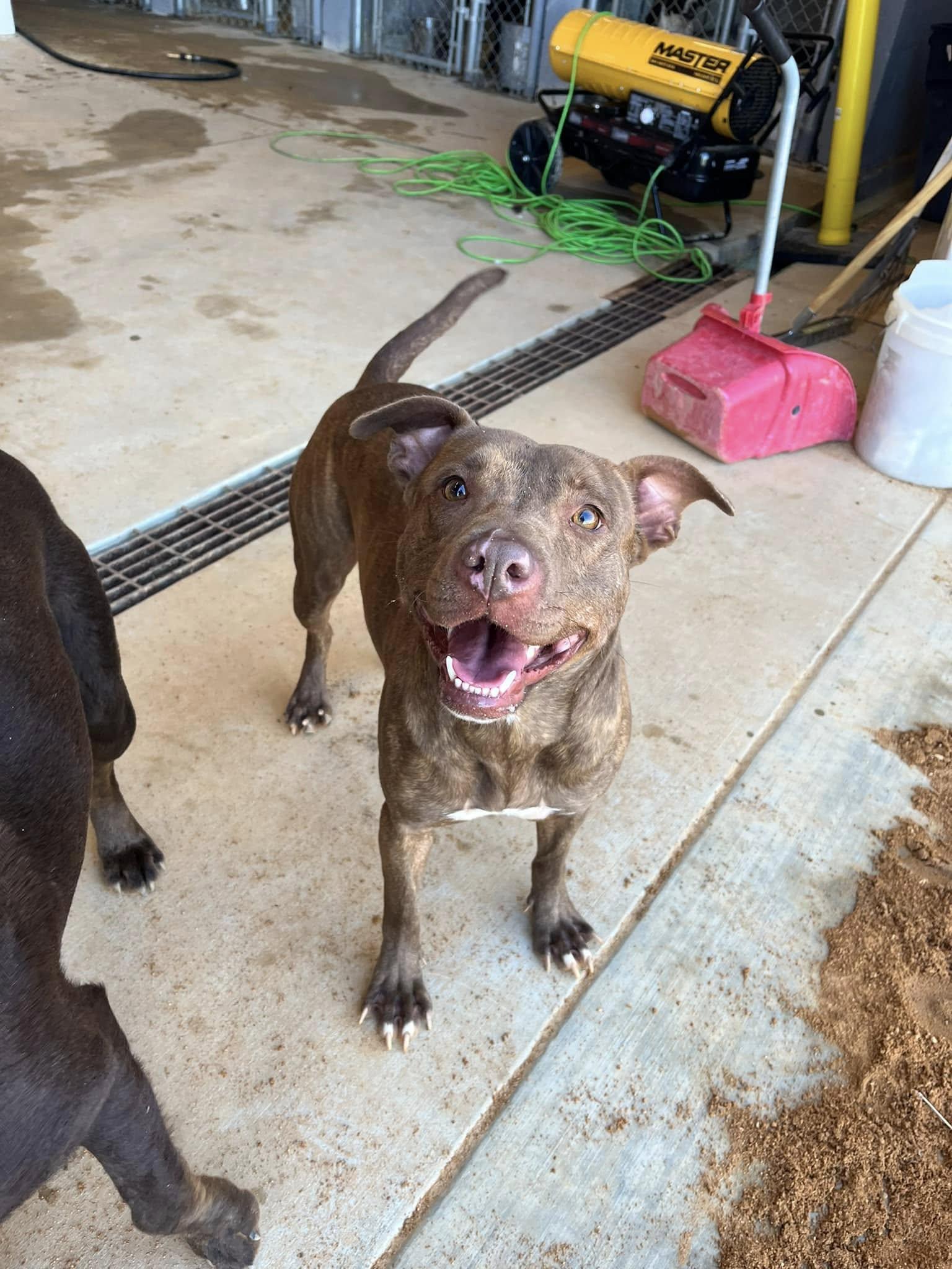 Enlarge Red, a Adoptable mixed breed in Mullins, SC image 3/3