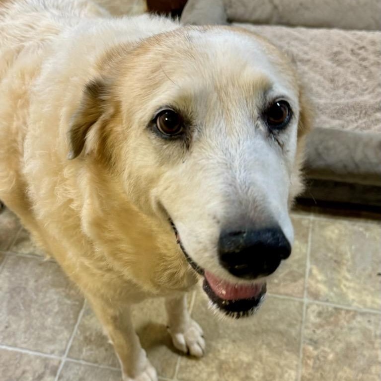 Aria and Elda, a Adoptable Great Pyrenees in Atlanta, GA image 2/6
