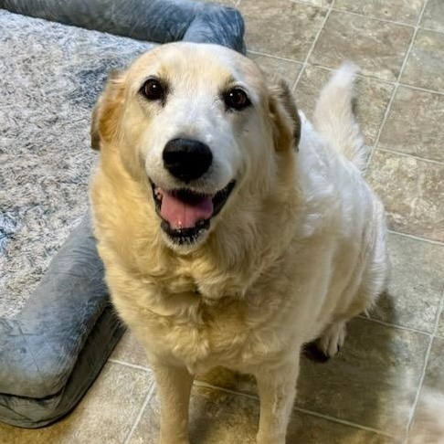 Elda, Adoptable, Senior Female Great Pyrenees.