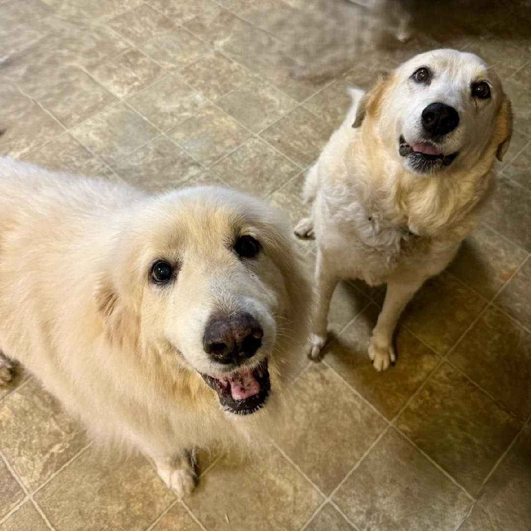 Aria and Elda, Adoptable, Adult Female Great Pyrenees.