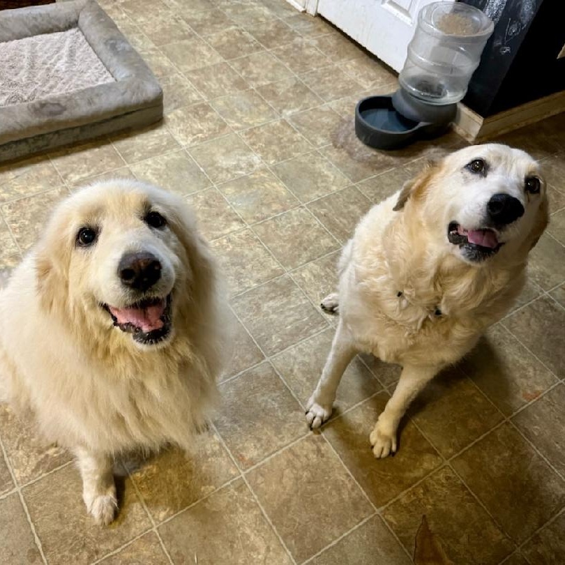 Aria and Elda, a Adoptable Great Pyrenees in Atlanta, GA image 4/6