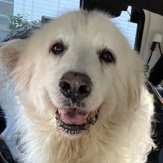 Aria and Elda, a Adoptable Great Pyrenees in Atlanta, GA image 6/6