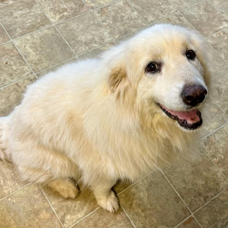 Aria and Elda, a Adoptable Great Pyrenees in Atlanta, GA image 5/6