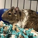 Enlarge Poot, a ADOPTABLE Degu in Lansing, MI image 1/1