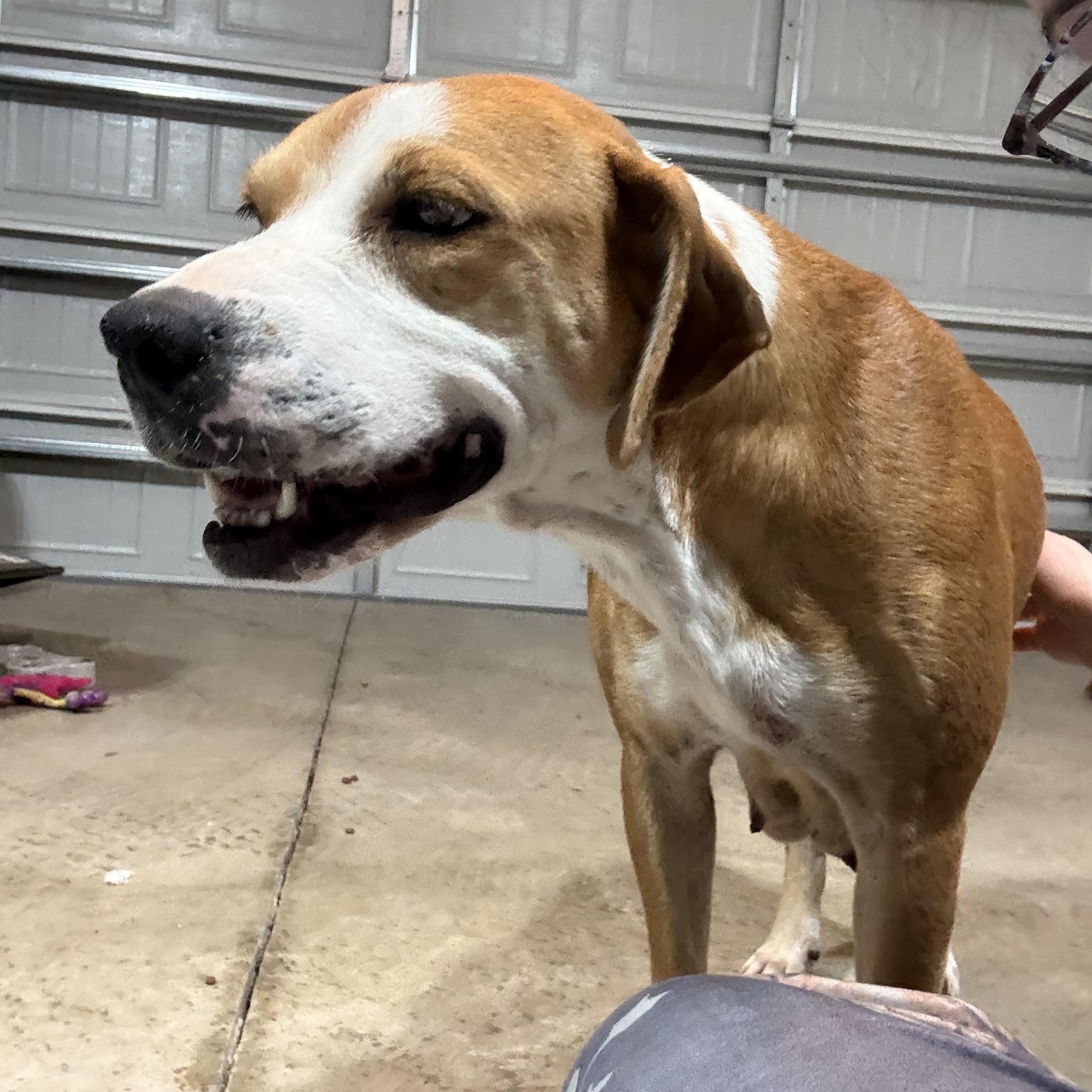 Luna, an adopted mixed breed in Ayden, NC image 1/6