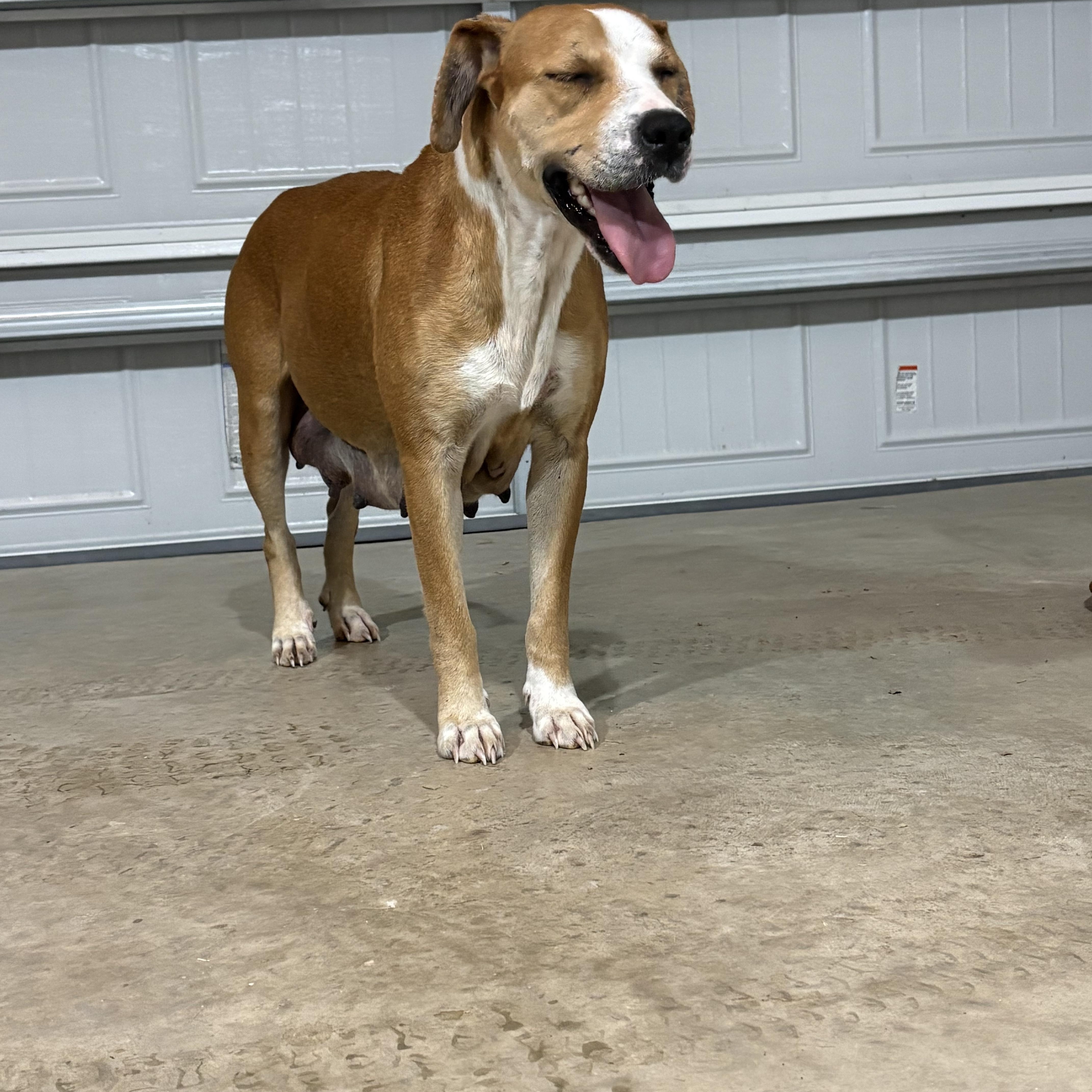 Luna, an adopted mixed breed in Ayden, NC image 2/6