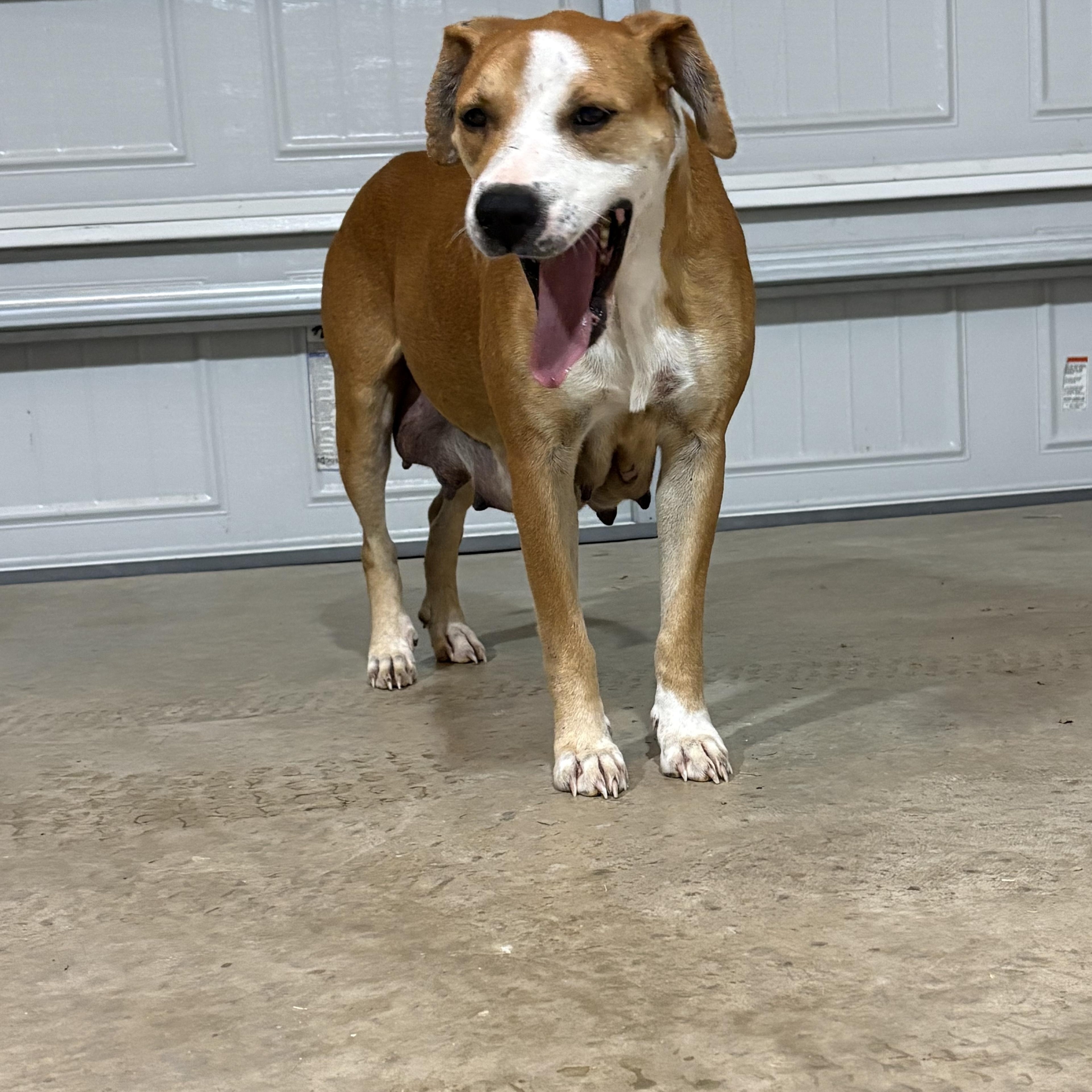 Luna, an adopted mixed breed in Ayden, NC image 4/6