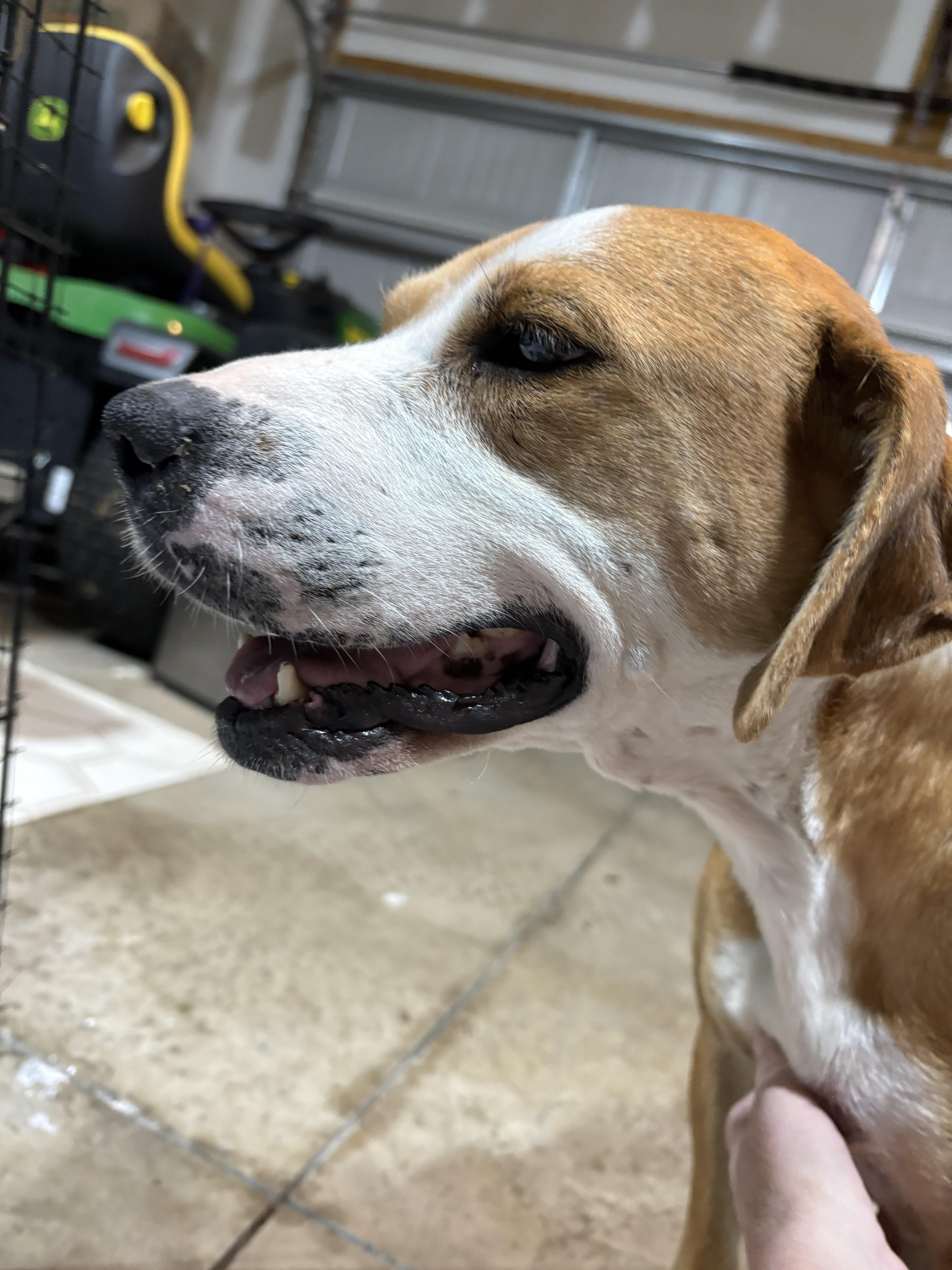 Luna, an adopted mixed breed in Ayden, NC image 5/6