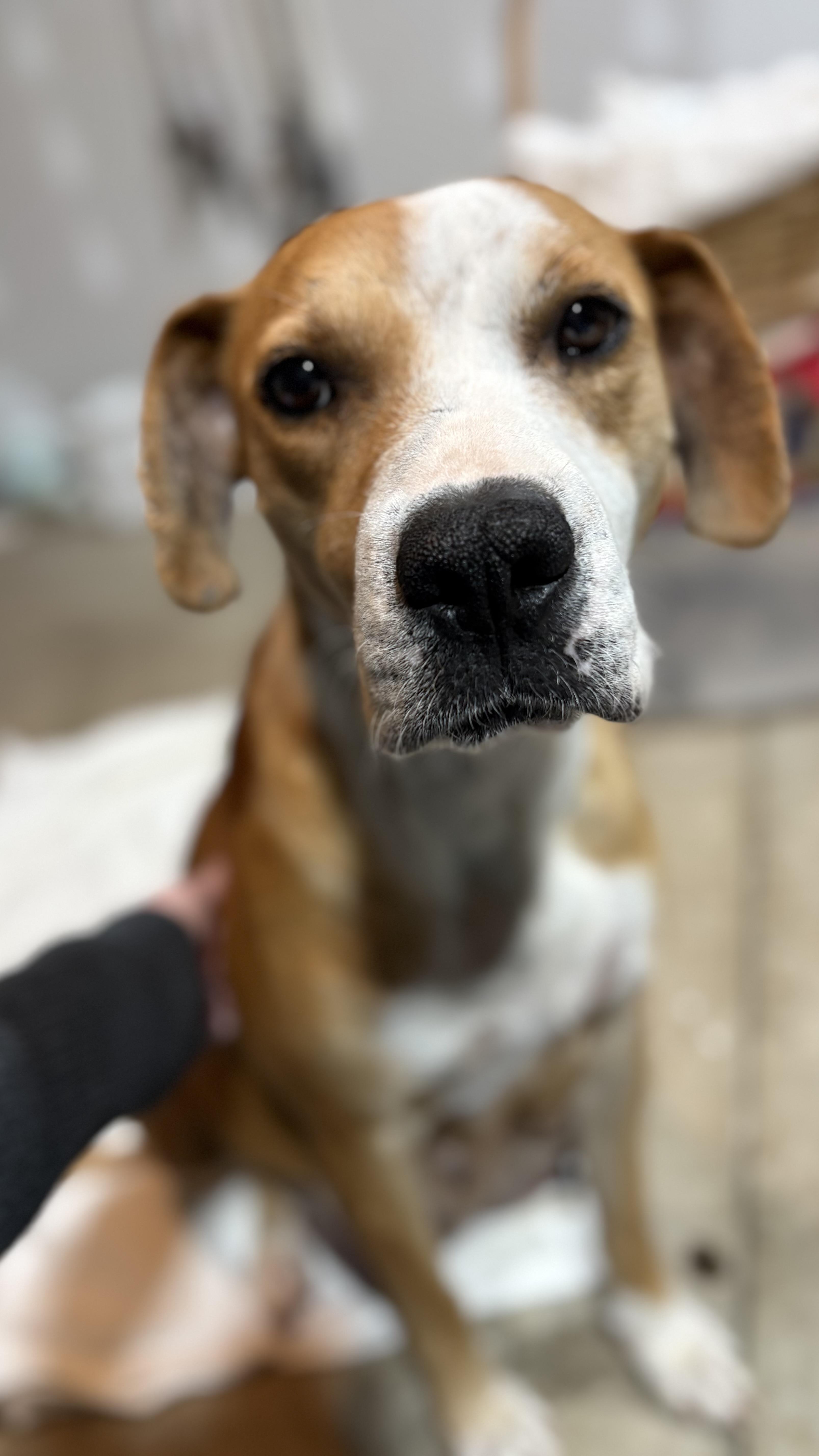 Luna, an adopted mixed breed in Ayden, NC image 6/6