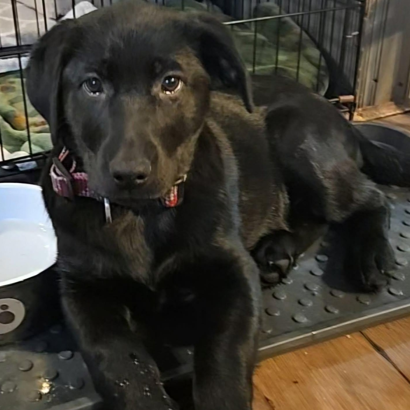 Ainsley, an adoption pending mixed breed in Brockport, NY image 3/5