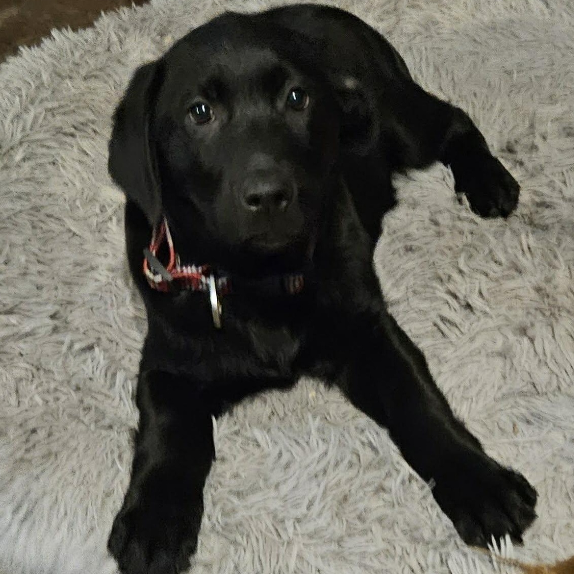 Ainsley, an adoption pending mixed breed in Brockport, NY image 1/5