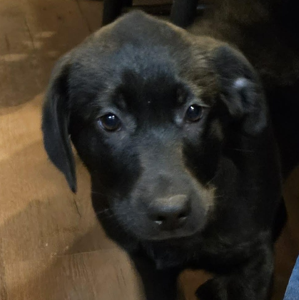 Ainsley, an adoption pending mixed breed in Brockport, NY image 5/5